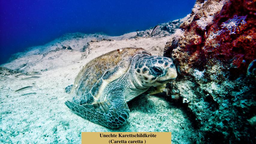 Schildkrötenarten-Unechte Karettschildkröte (Caretta caretta )