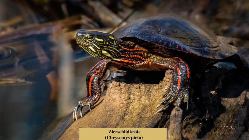 Schildkrötenarten-Zierschildkröte (Chrysemys picta)