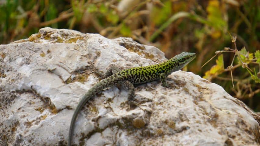 Schildkrötenhabitat auf Sardinien - Mauereidechse