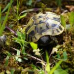 Schlüpfling griechische Landschildkröte