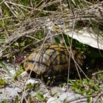 Schildkröten am Strand
