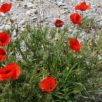 Mohn am Strand