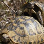 Griechische Landschildkröten am Strand