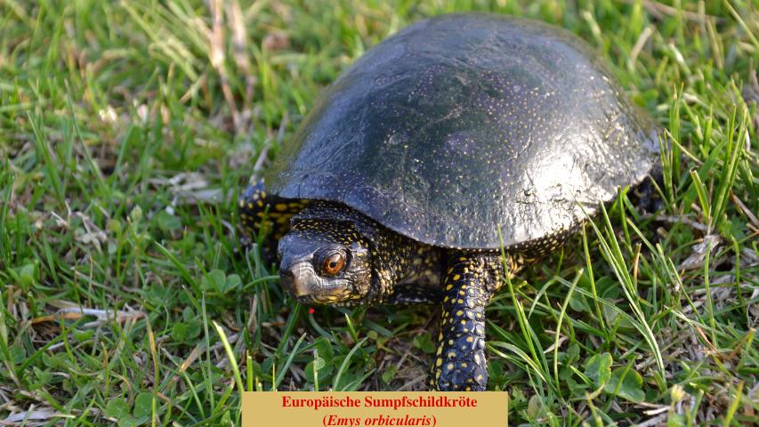 Europäische Sumpfschildkröte auf dem Land