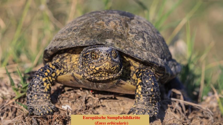 Europäische Sumpfschildkröte (Emys orbicularis)