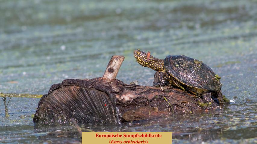 Baumstämme im Wasser dienen als Sonnenplätze