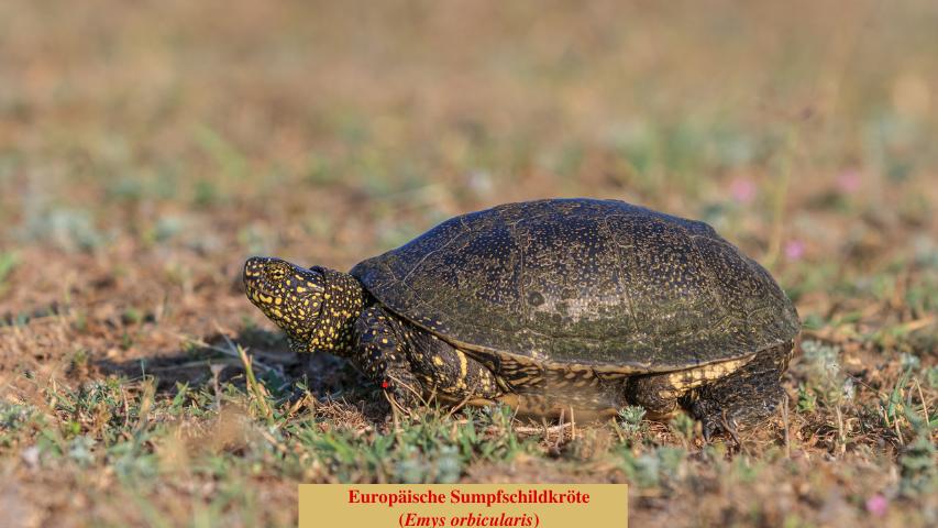 Europäische Sumpfschildkröte (Emys orbicularis)