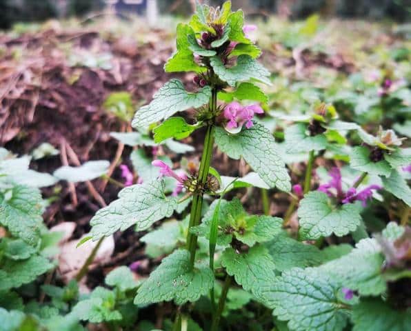 Purpurrote Taubnessel