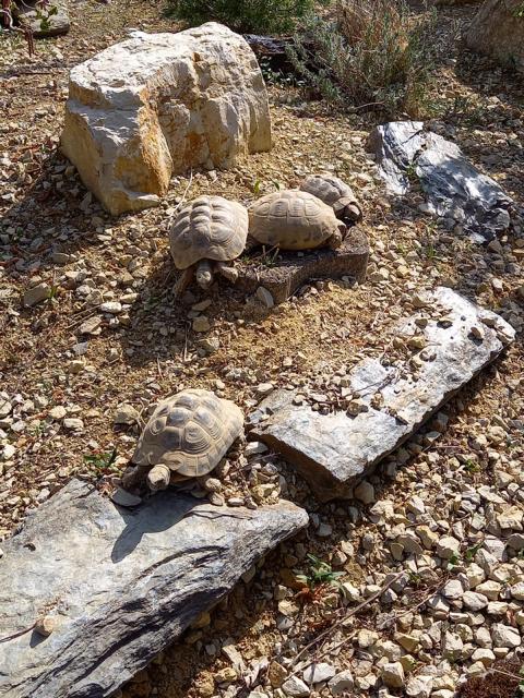 Inkubation-Probebohrungen im Schildkrötengehege
