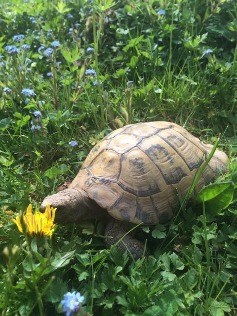 griechische Landschildkröte